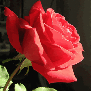 C8kROp1OtgJ272ygY7l6l92XJ4ml5Vru8HS3bcmMTb2TKCKIf-8e3g==.gif