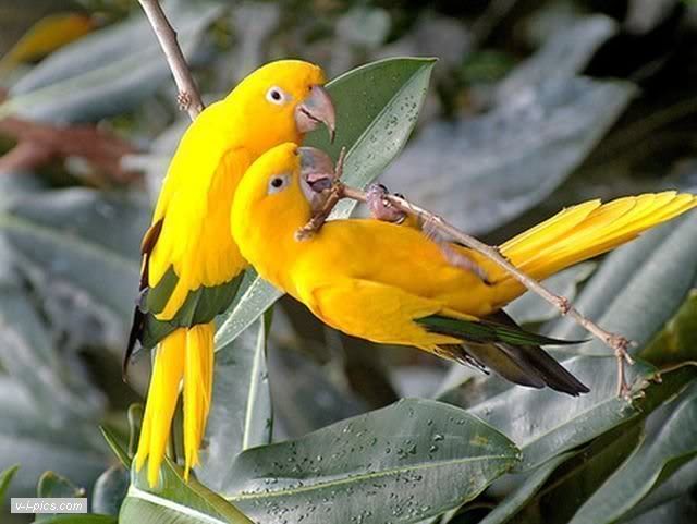birds000622vipics.jpg